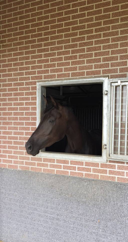 Yegua KWPN Caballo de Deporte Neerlandés En venta 2014 Otra capa por Eastwood s