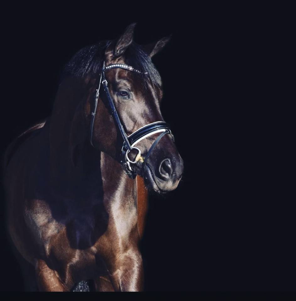 Yegua KWPN Caballo de Deporte Neerlandés En venta 2014 Otra capa por Eastwood s