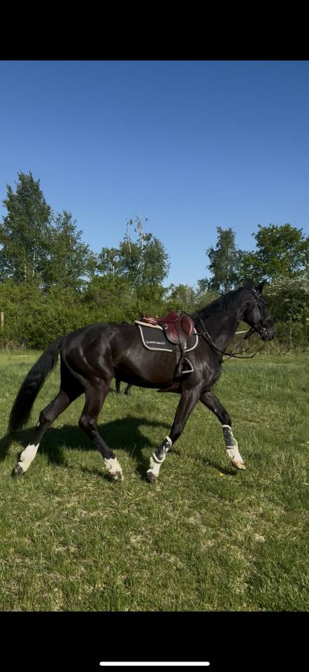 Caballo castrado Silla Francés En venta 2019 Negro por CASALL