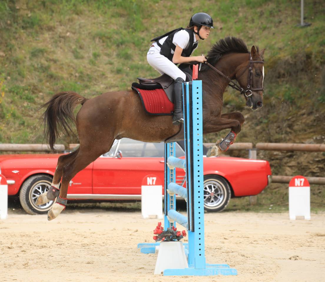 Caballo castrado PFS Poni Françés de Silla En venta 2016 Bayo por REQUIEM EN LOU MINEUR, PFS