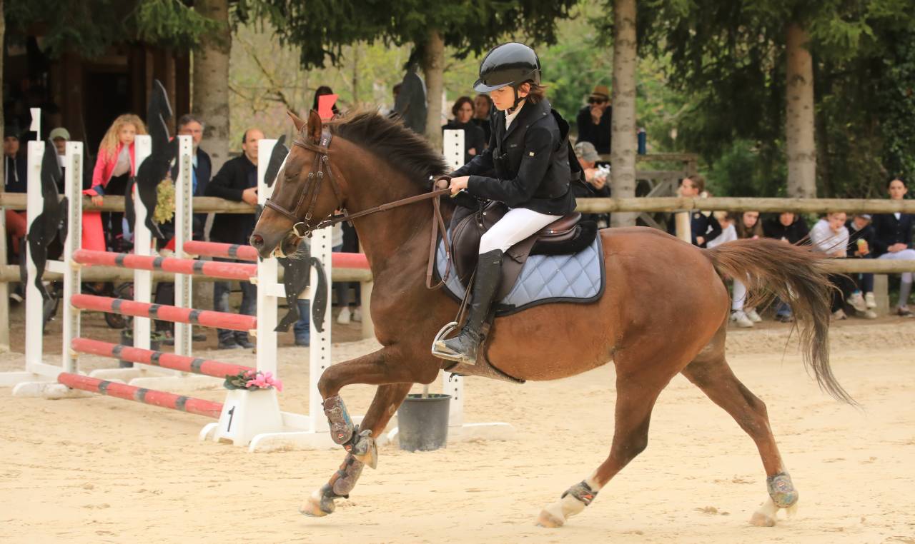 Caballo castrado PFS Poni Françés de Silla En venta 2016 Bayo por REQUIEM EN LOU MINEUR, PFS