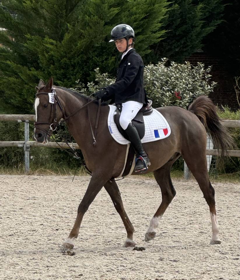 Caballo castrado PFS Poni Françés de Silla En venta 2016 Bayo por REQUIEM EN LOU MINEUR, PFS
