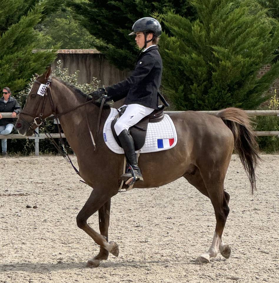 Caballo castrado PFS Poni Françés de Silla En venta 2016 Bayo por REQUIEM EN LOU MINEUR, PFS