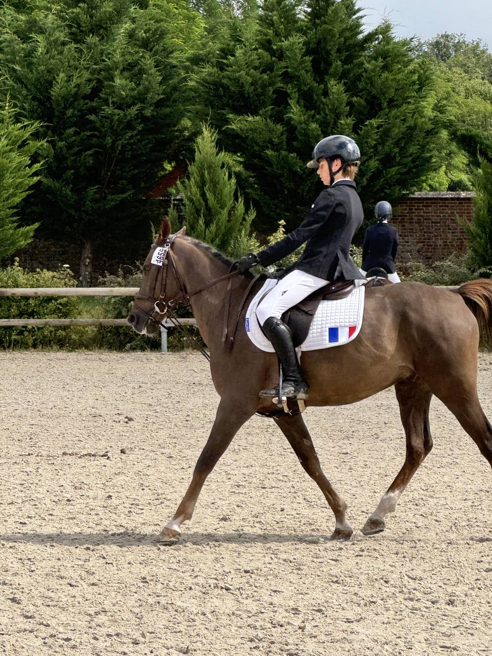 Caballo castrado PFS Poni Françés de Silla En venta 2016 Bayo por REQUIEM EN LOU MINEUR, PFS