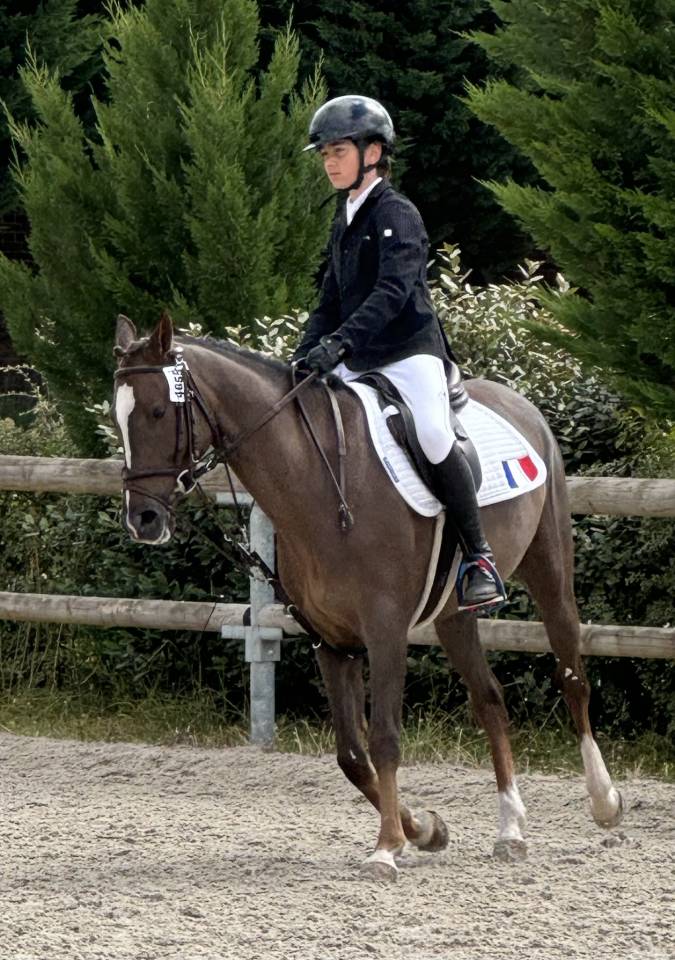 Caballo castrado PFS Poni Françés de Silla En venta 2016 Bayo por REQUIEM EN LOU MINEUR, PFS