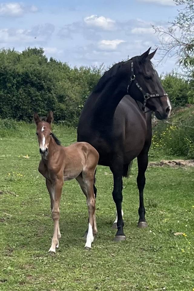 Potranca Silla Francés En venta 2025 Bayo por Ermitage kalone