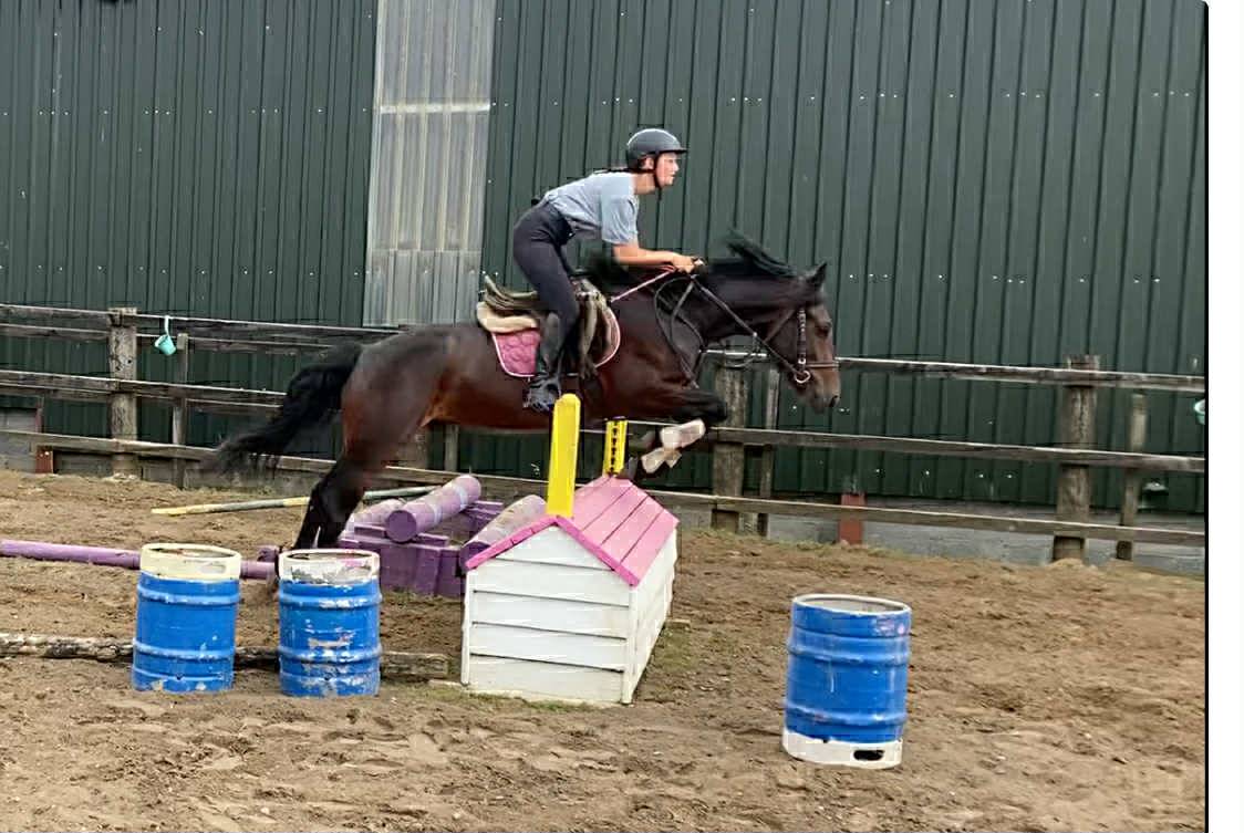 Caballo castrado Connemara En venta 2021 Tordo