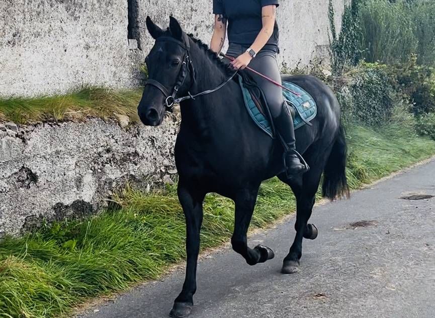Caballo castrado Connemara En venta 2021 Tordo