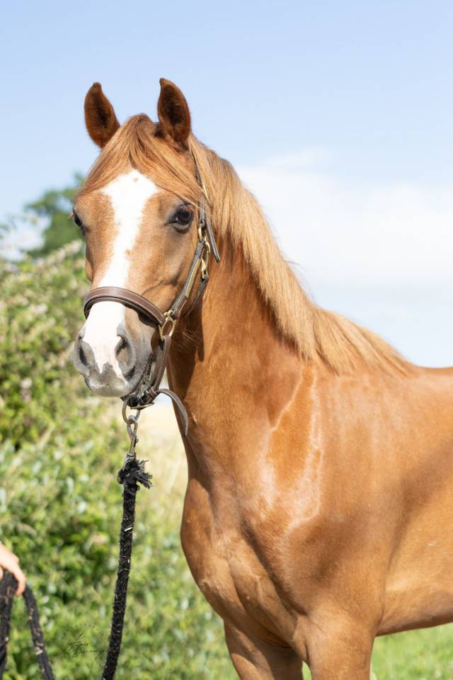 Caballo castrado Welsh Poni (Sección B) En venta 2020 Alazán