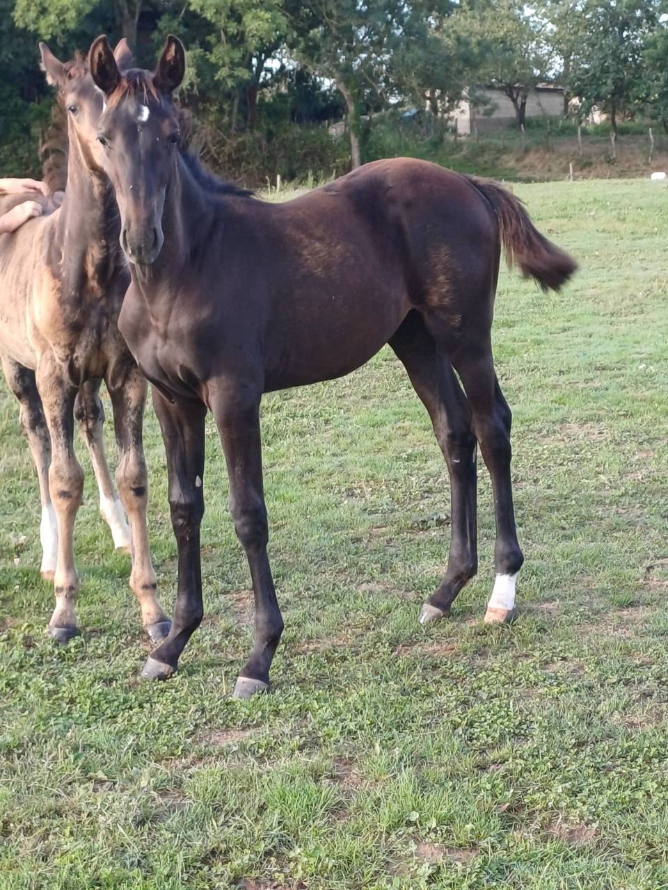 Potranca Silla Francés En venta 2025 Bayo moreno por QUALITY DU BOIS MARGOT