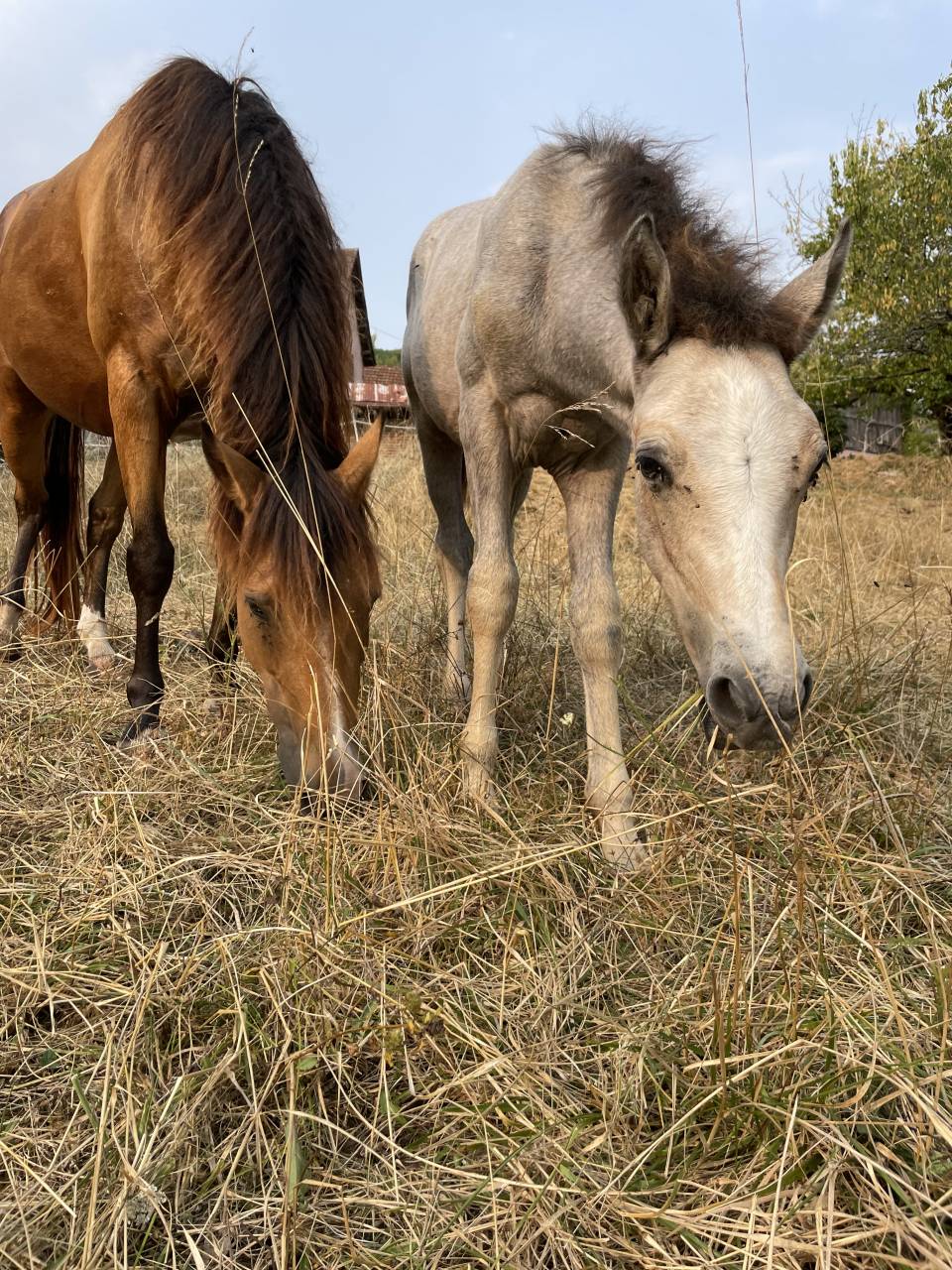 Potro Connemara En venta 2025 Tordo por Pady Mélody d'Auxence