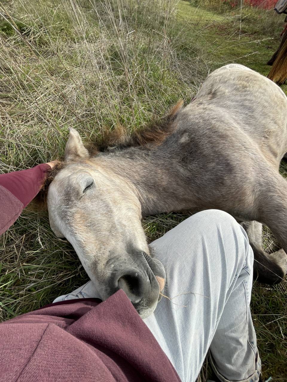 Potro Connemara En venta 2025 Tordo por Pady Mélody d'Auxence
