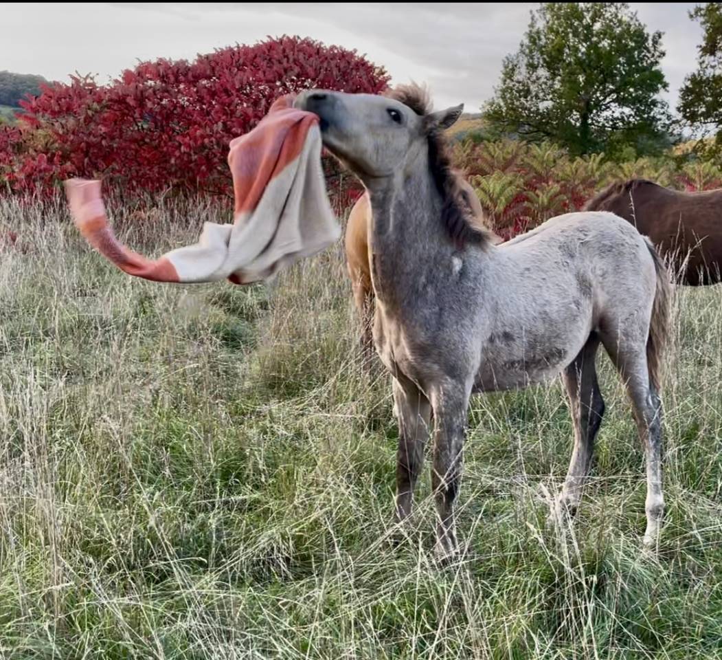 Potro Connemara En venta 2025 Tordo por Pady Mélody d'Auxence