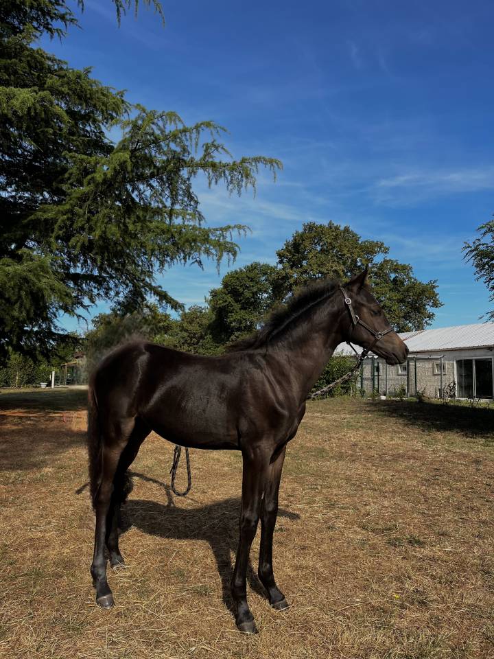 Potro PFS Poni Françés de Silla En venta 2025 Bayo moreno