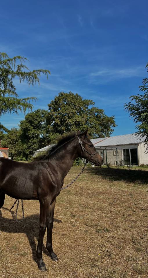 Potro PFS Poni Françés de Silla En venta 2025 Bayo moreno