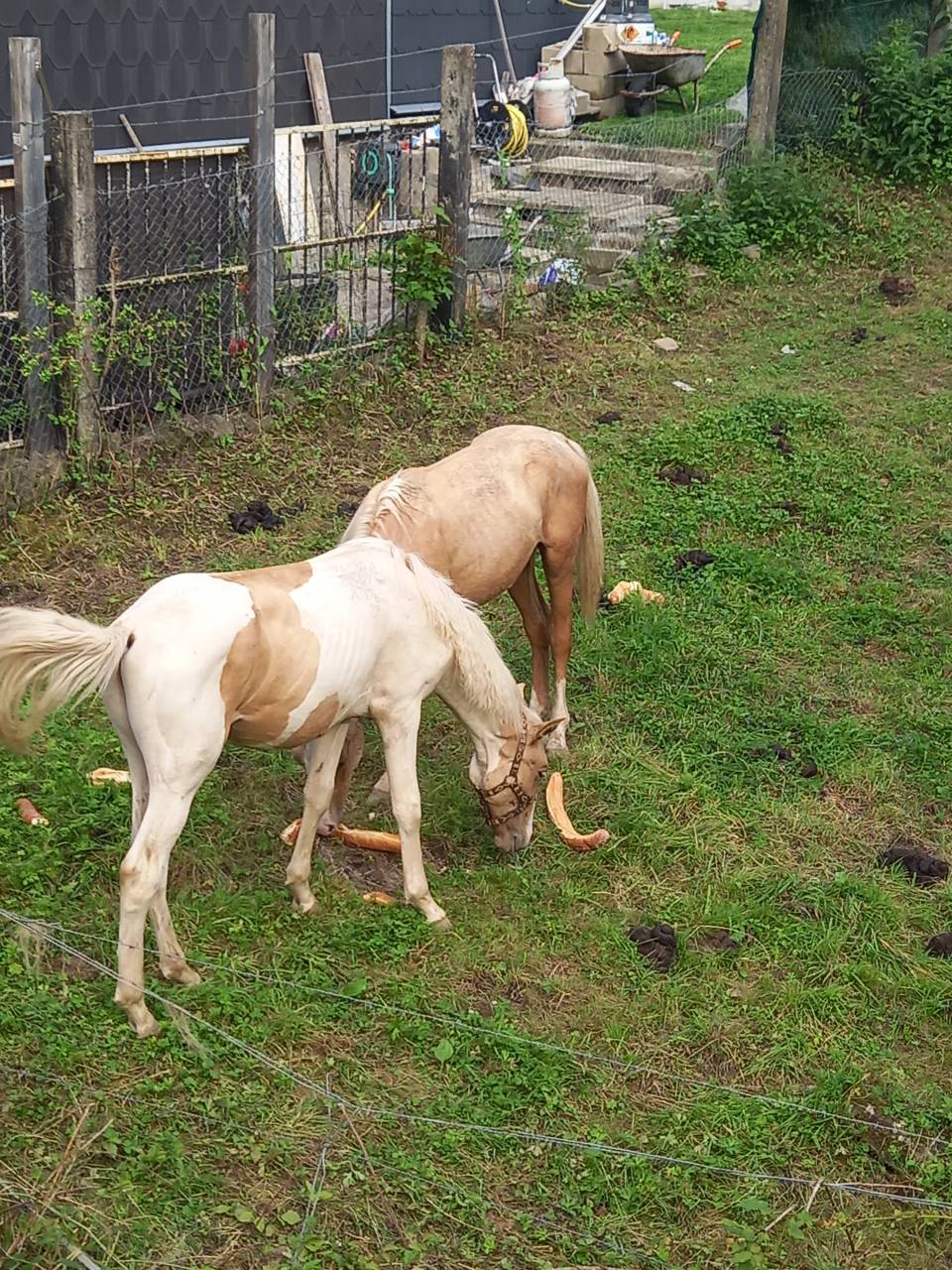 Potro Palomino En venta 2024 Pío