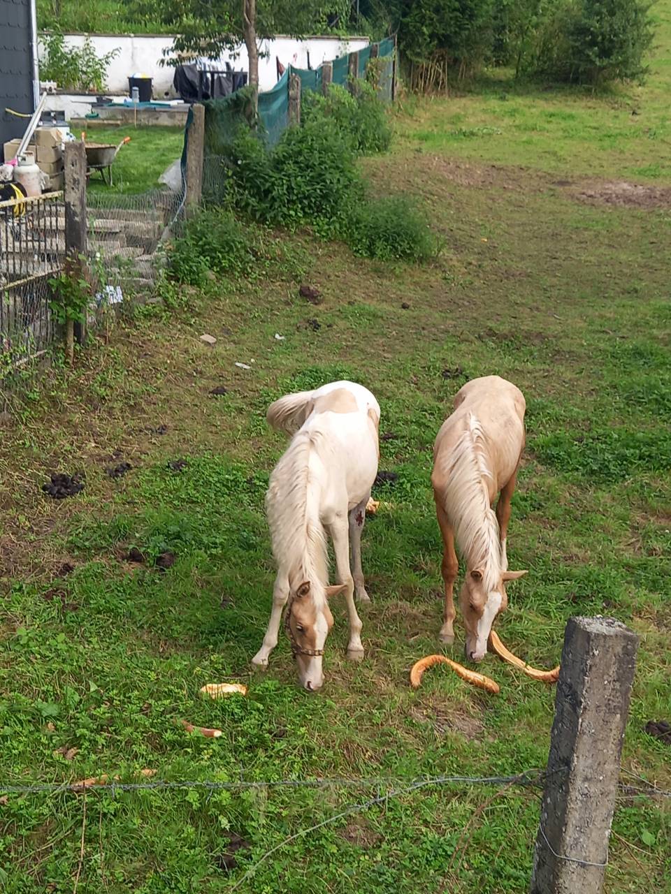 Potro Palomino En venta 2024 Pío