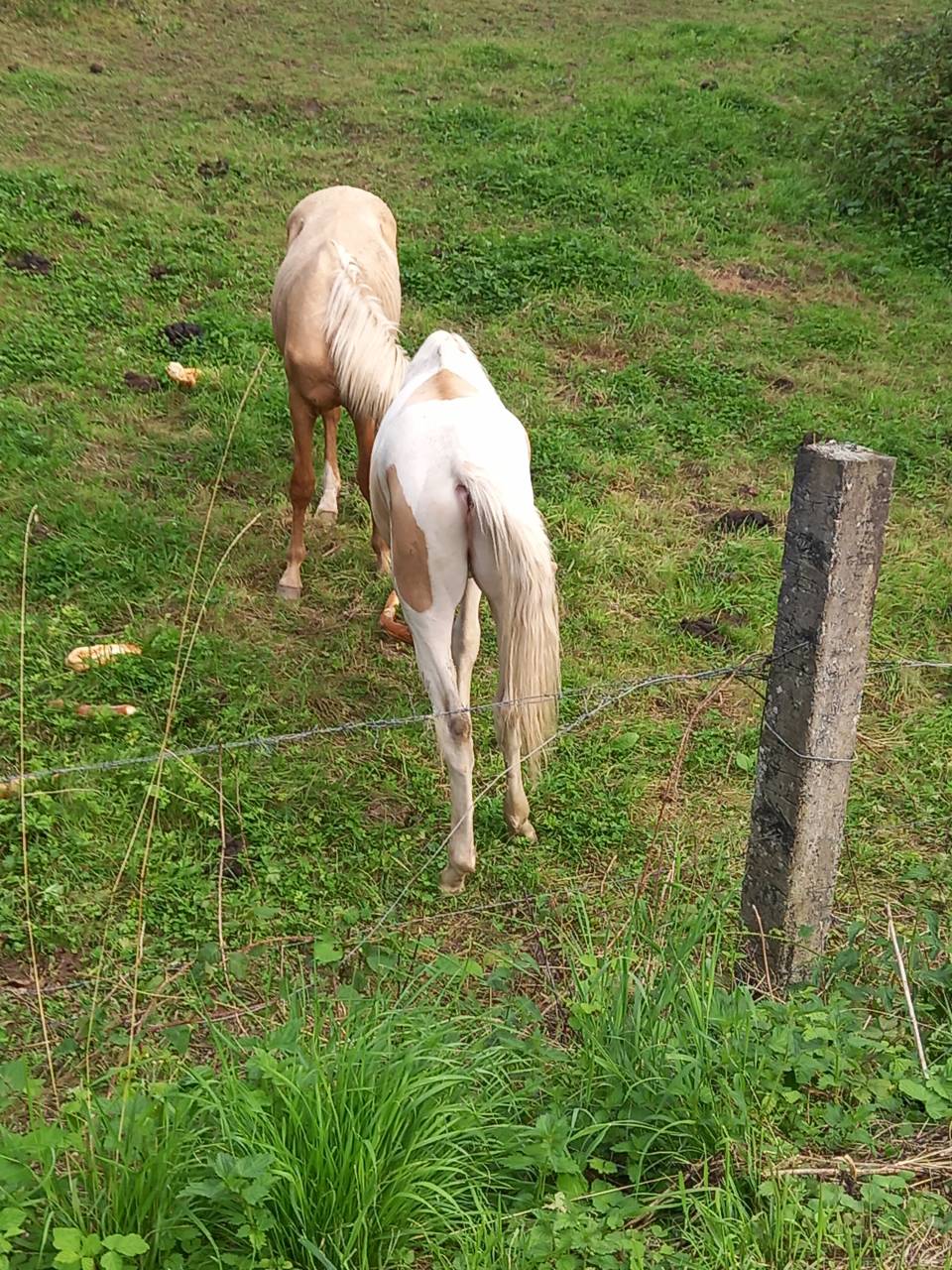 Potro Palomino En venta 2024 Pío