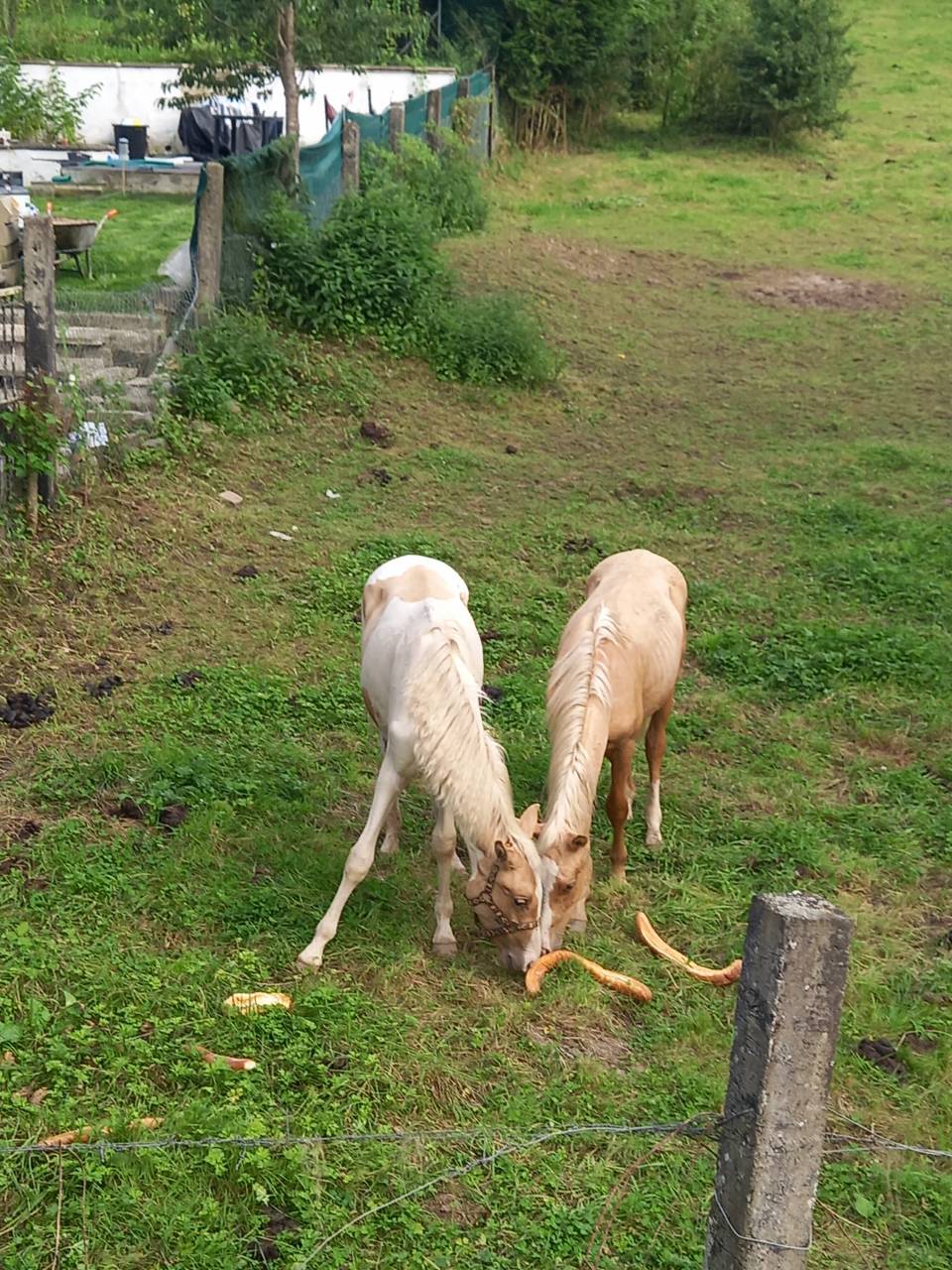 Potro Palomino En venta 2024 Pío