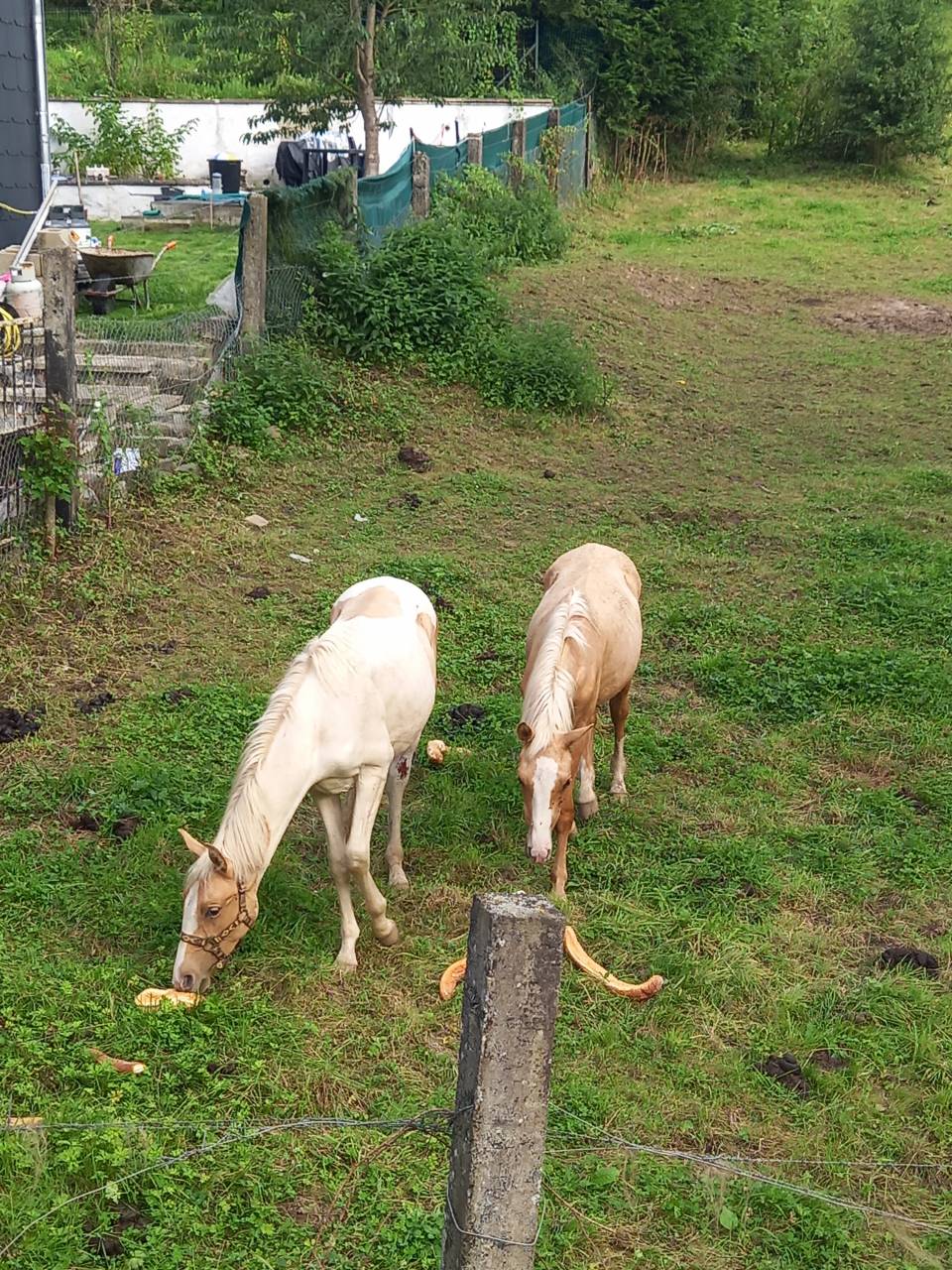 Potro Palomino En venta 2024 Pío