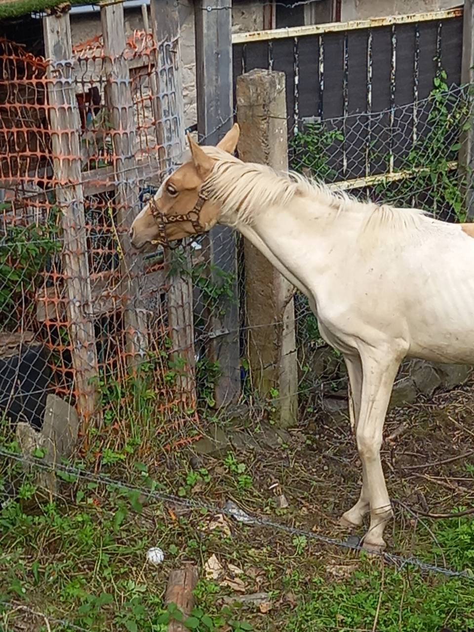 Potro Palomino En venta 2024 Pío