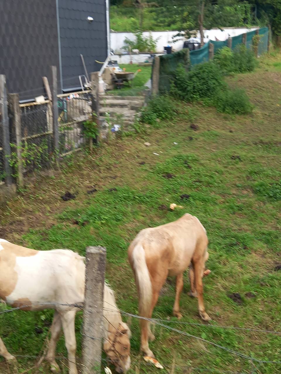 Potro Palomino En venta 2024 Pío