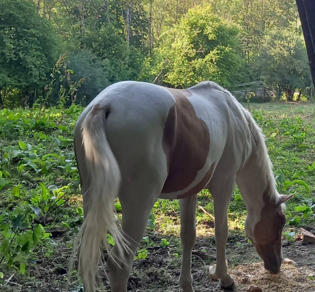 Potro Palomino En venta 2024 P&iacute;o