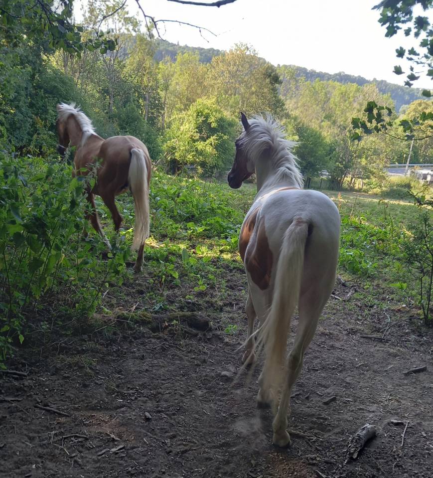 Potro Palomino En venta 2024 P&iacute;o