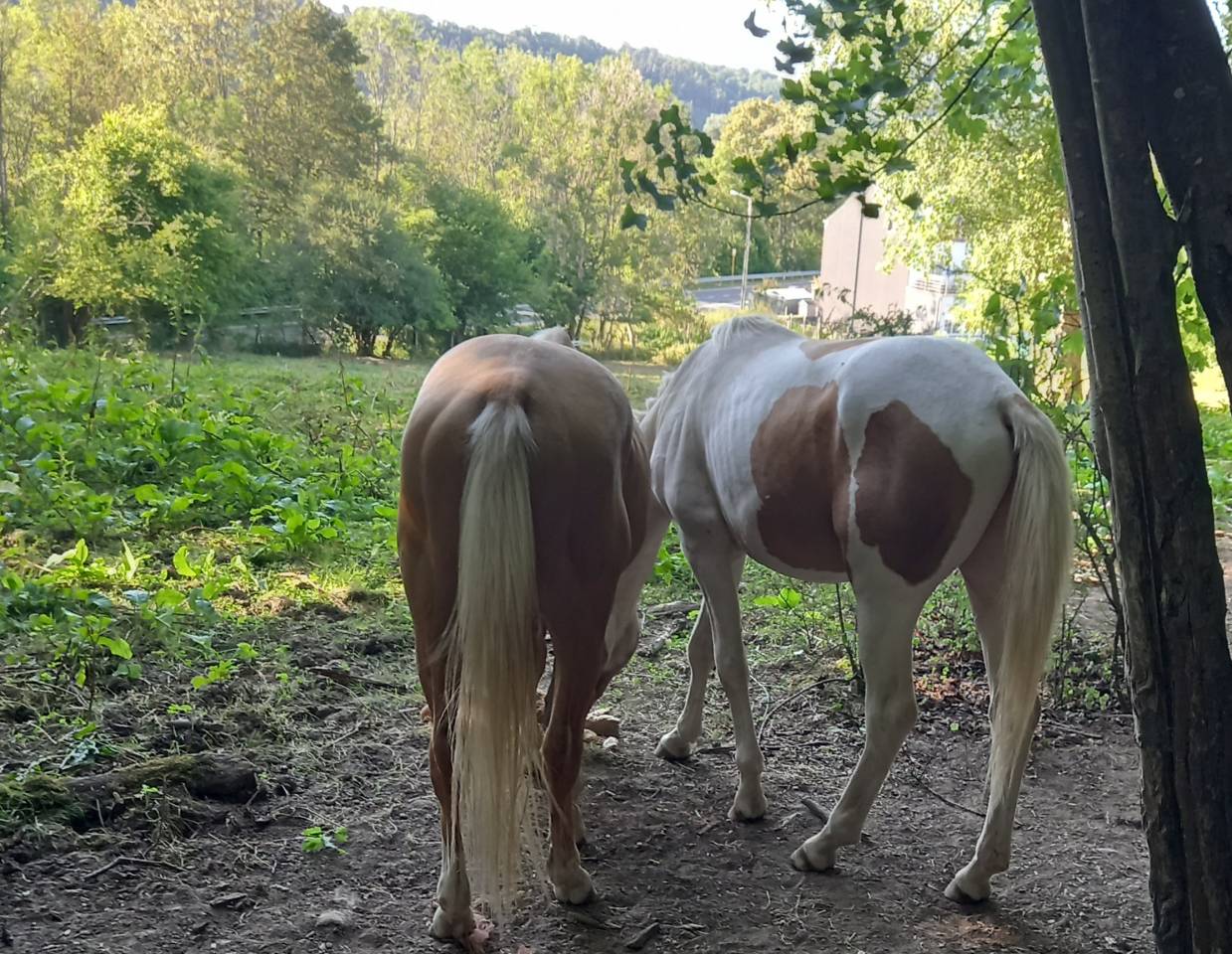 Potro Palomino En venta 2024 P&iacute;o