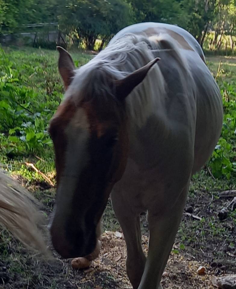 Potro Palomino En venta 2024 P&iacute;o