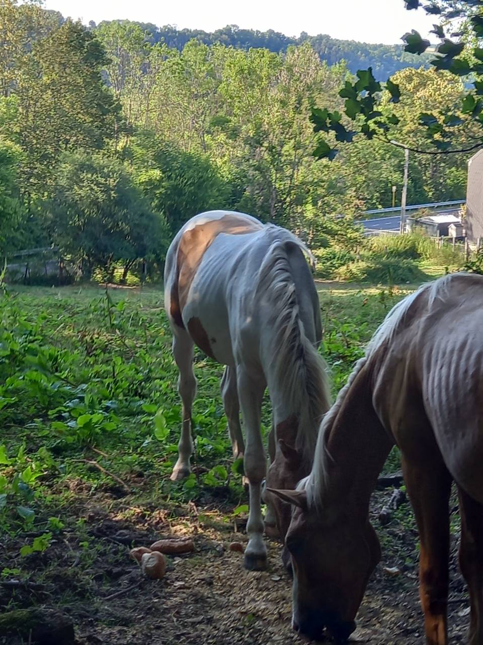 Potro Palomino En venta 2024 P&iacute;o