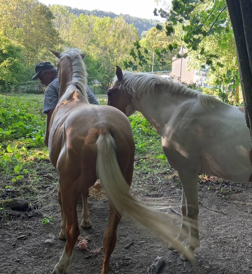 Potro Palomino En venta 2024 P&iacute;o