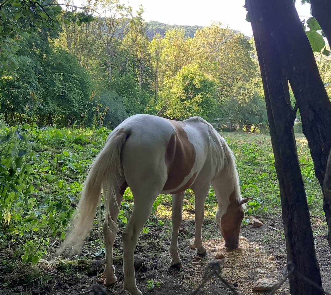 Potro Palomino En venta 2024 P&iacute;o
