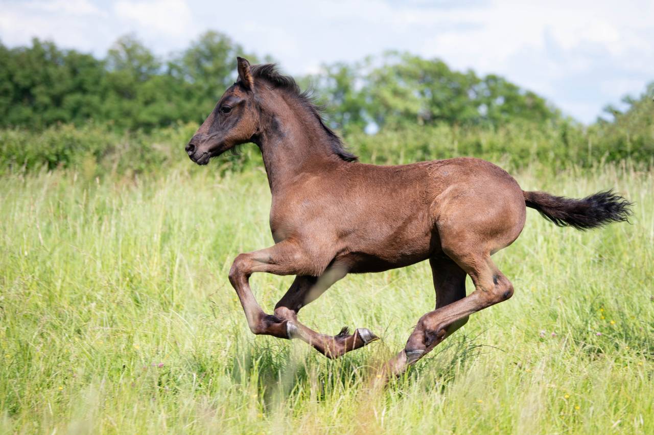 Potro Frisón En venta 2025 Negro