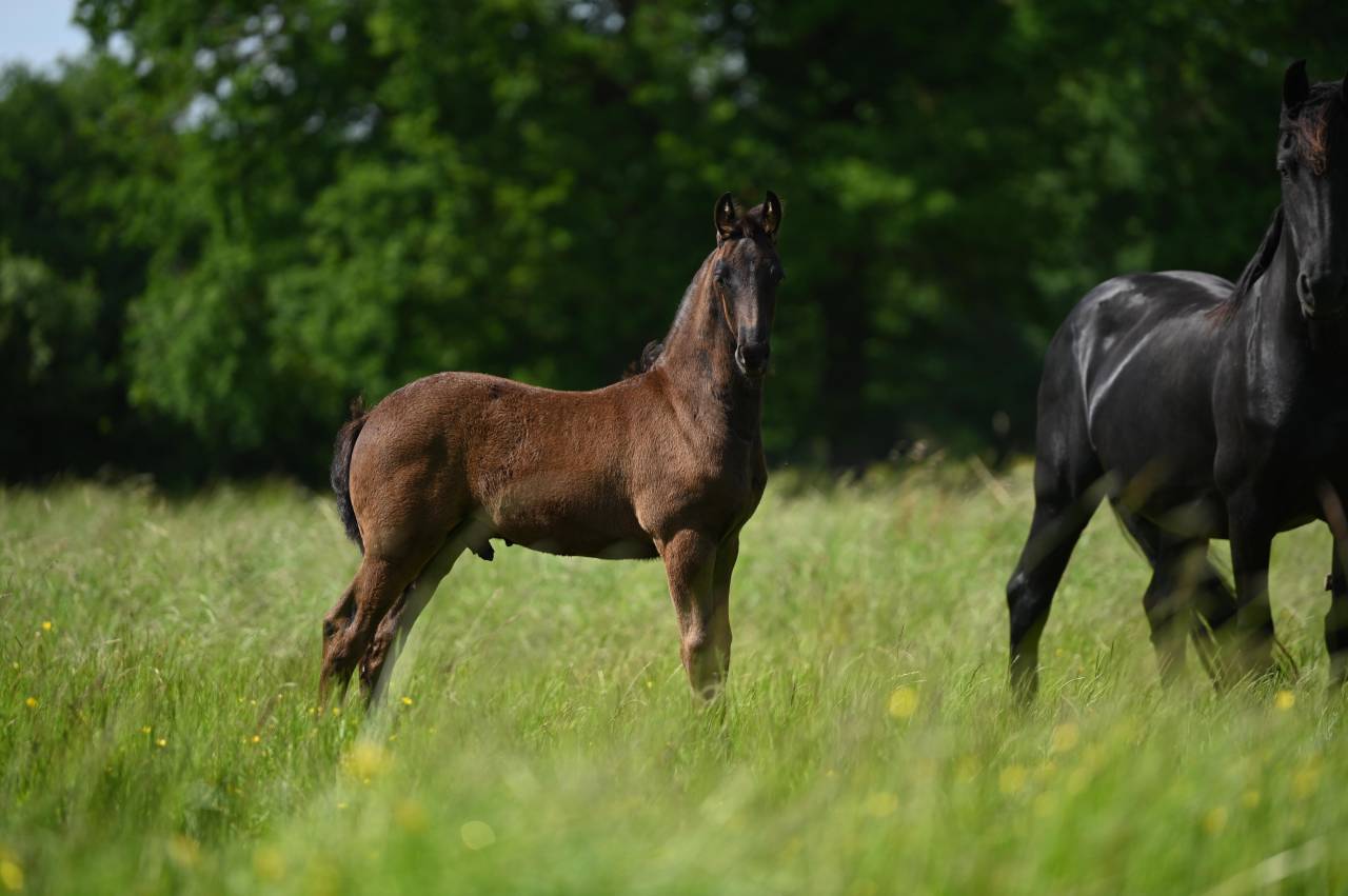 Potro Frisón En venta 2025 Negro