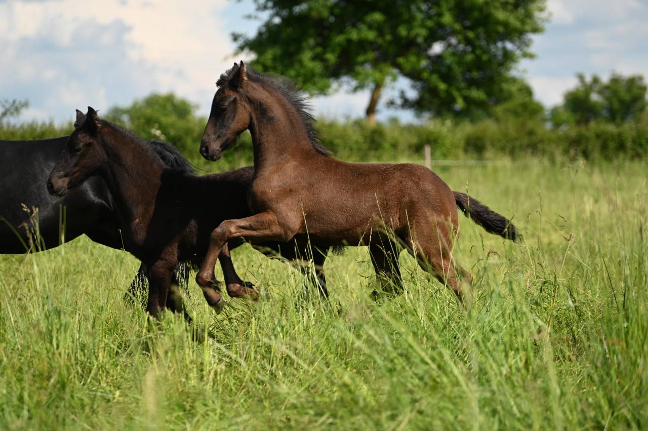 Potro Frisón En venta 2025 Negro