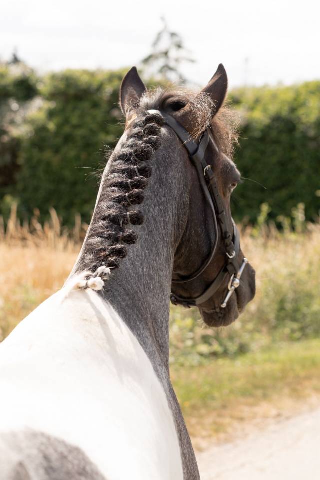 Caballo castrado Origen No Constatado En venta 2016 Pío