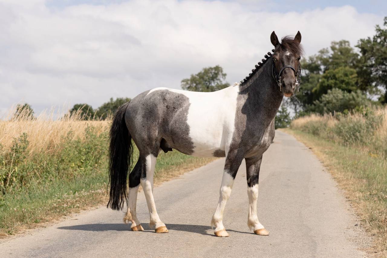 Caballo castrado Origen No Constatado En venta 2016 Pío