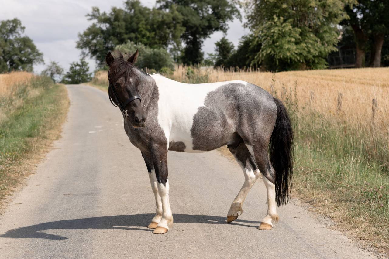 Caballo castrado Origen No Constatado En venta 2016 Pío