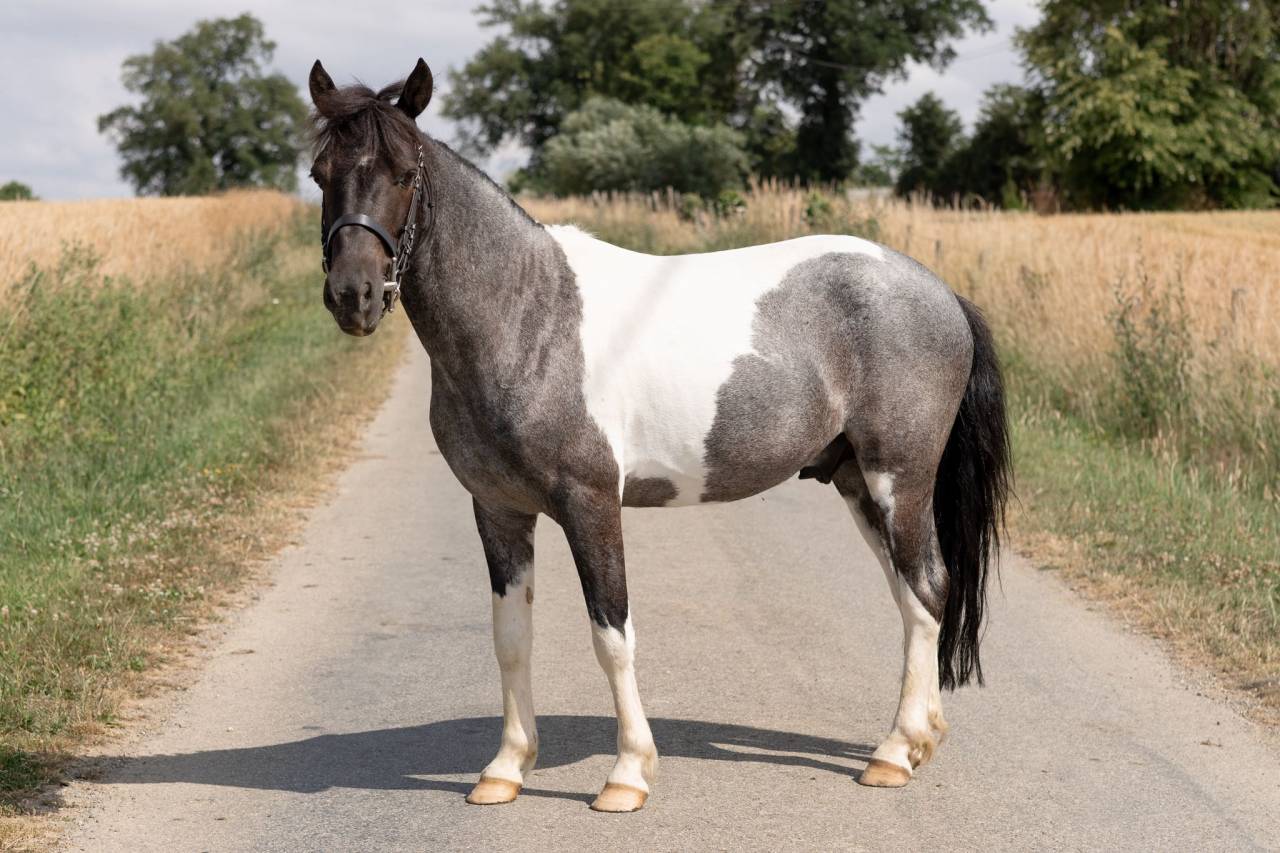 Caballo castrado Origen No Constatado En venta 2016 Pío