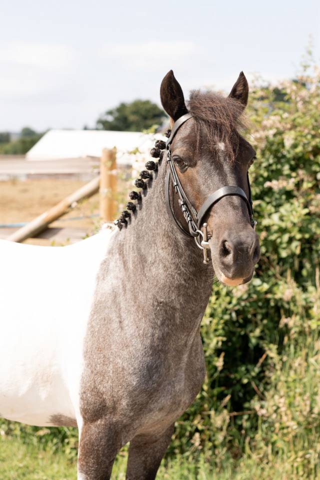 Caballo castrado Origen No Constatado En venta 2016 Pío