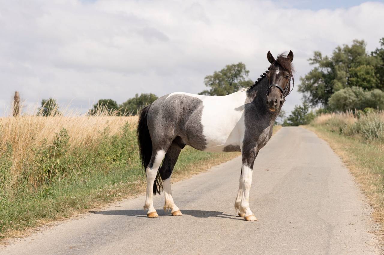Caballo castrado Origen No Constatado En venta 2016 Pío