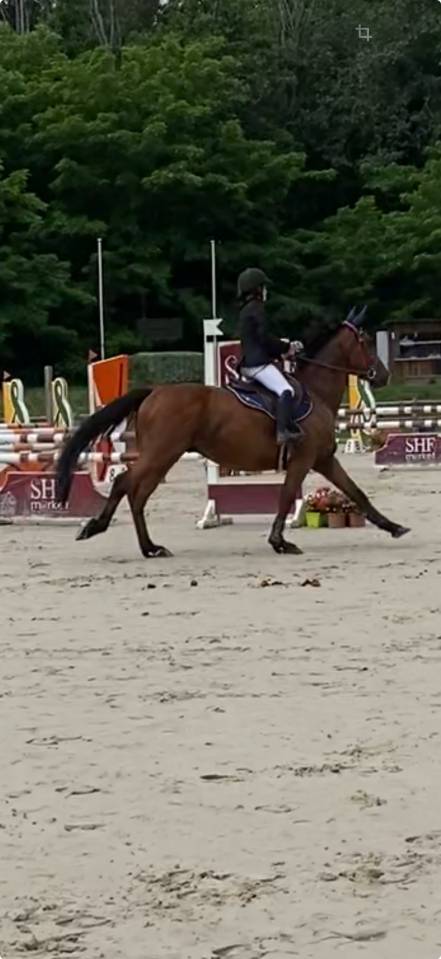 Caballo castrado Silla Francés En venta 2015 Bayo por GERMINO D'ELLE