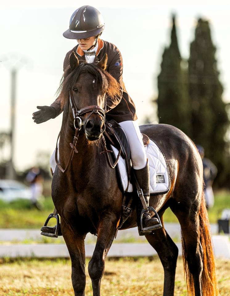 Semental Connemara En venta 2019 Bayo