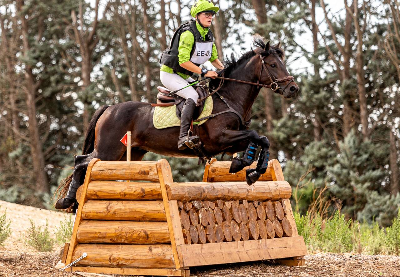 Semental Connemara En venta 2019 Bayo