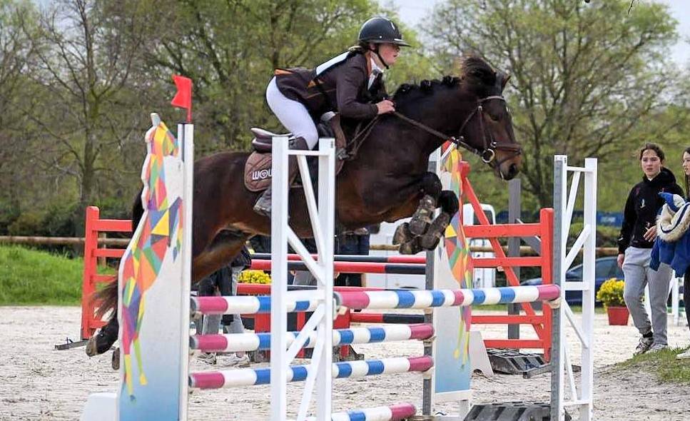 Semental Connemara En venta 2019 Bayo