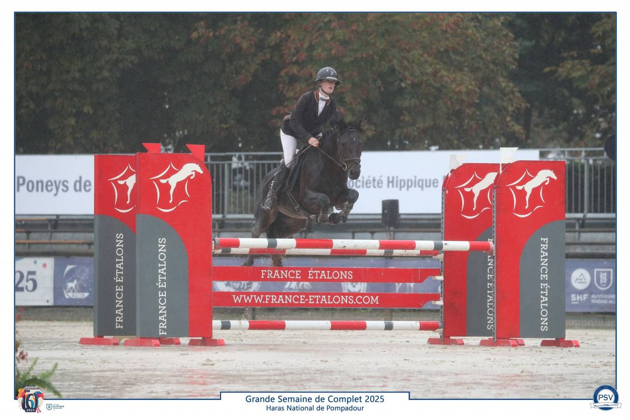 Semental Connemara En venta 2019 Bayo