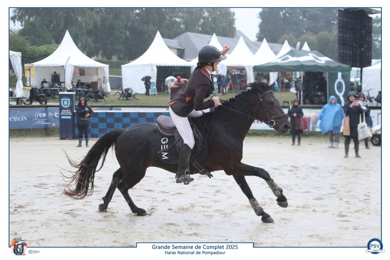 Semental Connemara En venta 2019 Bayo