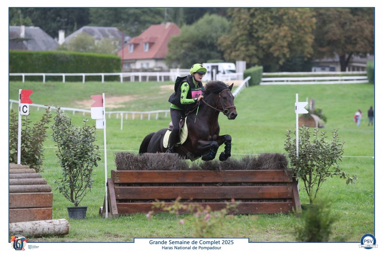 Semental Connemara En venta 2019 Bayo