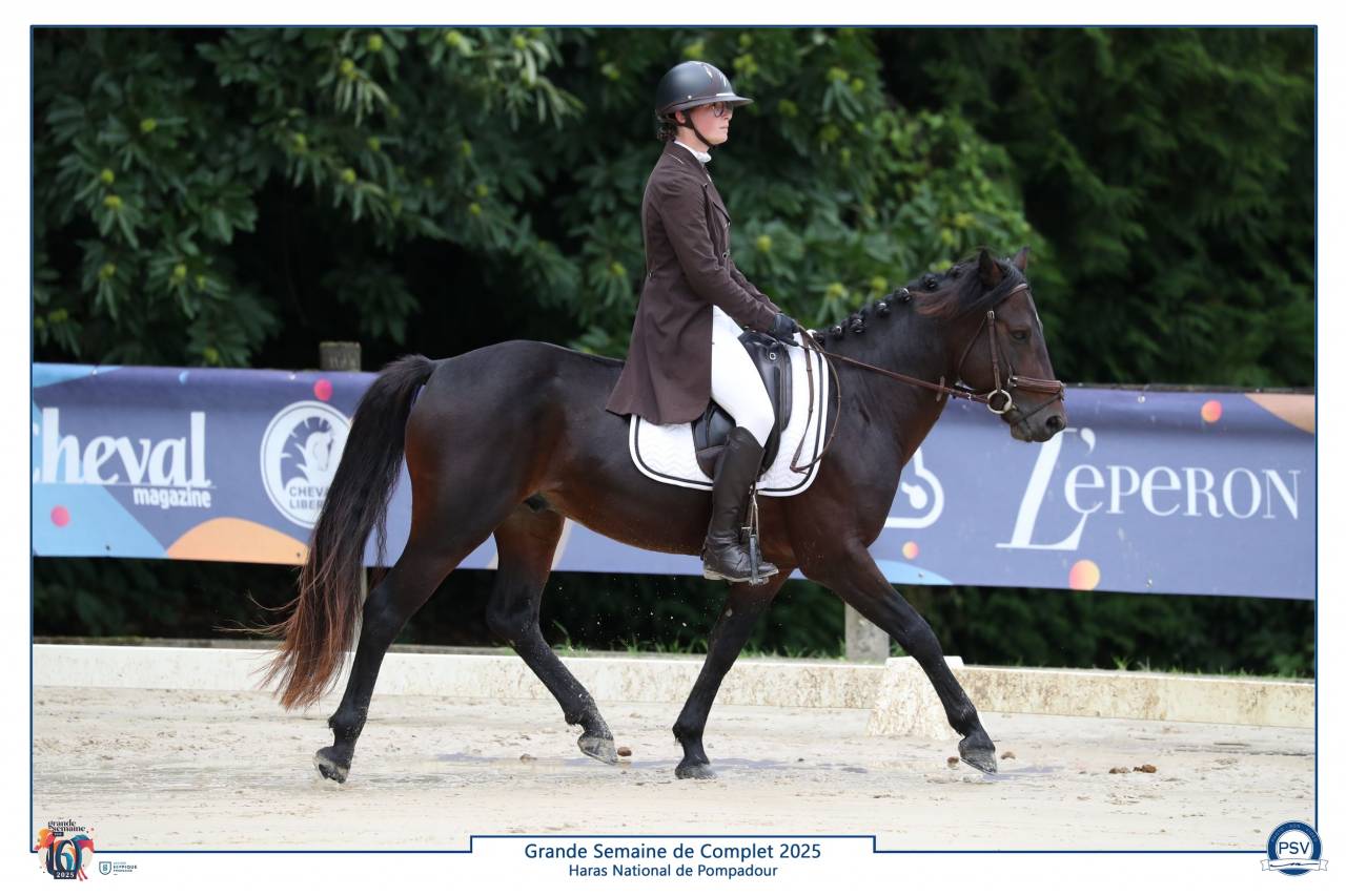 Semental Connemara En venta 2019 Bayo